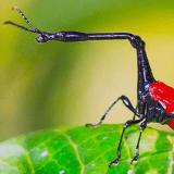 Escarabajo Jirafa-min