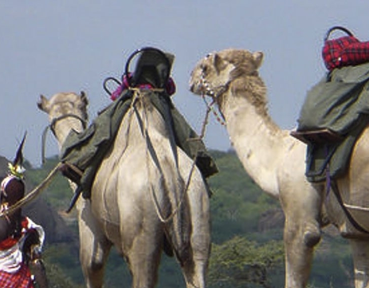 IntoAfrica-Experiencias-Kenia-Camellos-Destacada-min